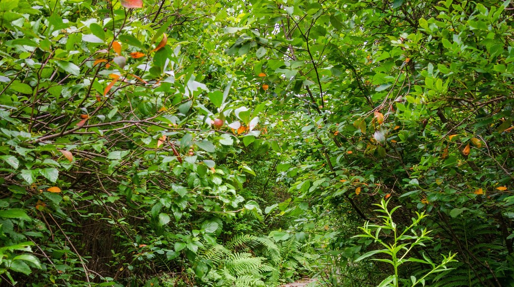 Black Moshannon State Park, in Pennsylvania