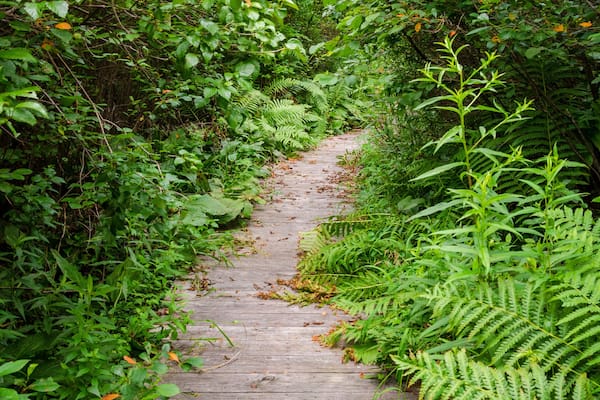 Black Moshannon State Park, in Pennsylvania