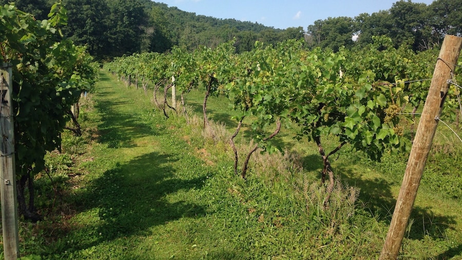 Excellent wine tasting spot with gorgeous scenery.