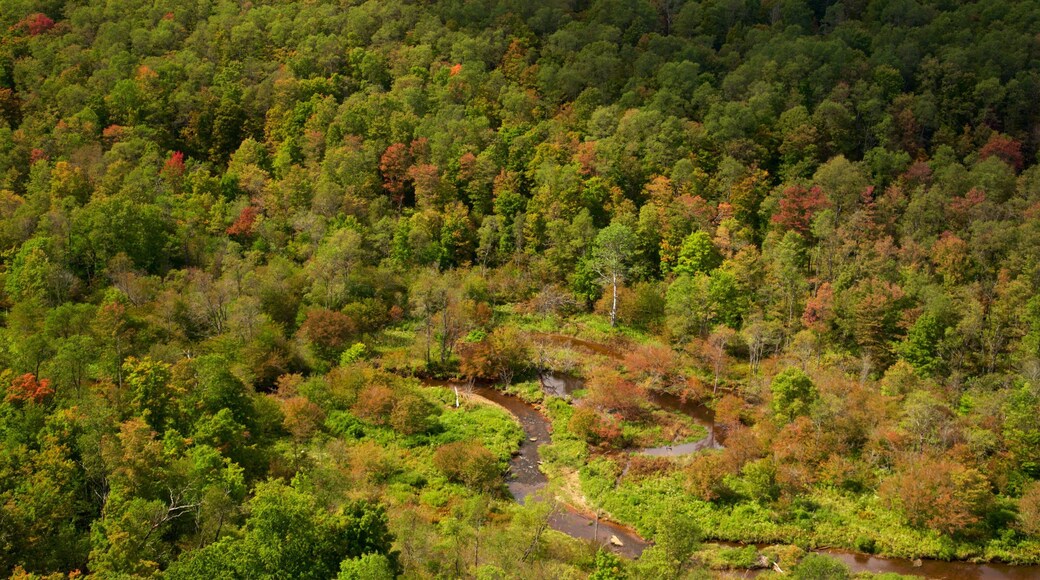 Kinzua Bridge State Park which includes tranquil scenes and forest scenes