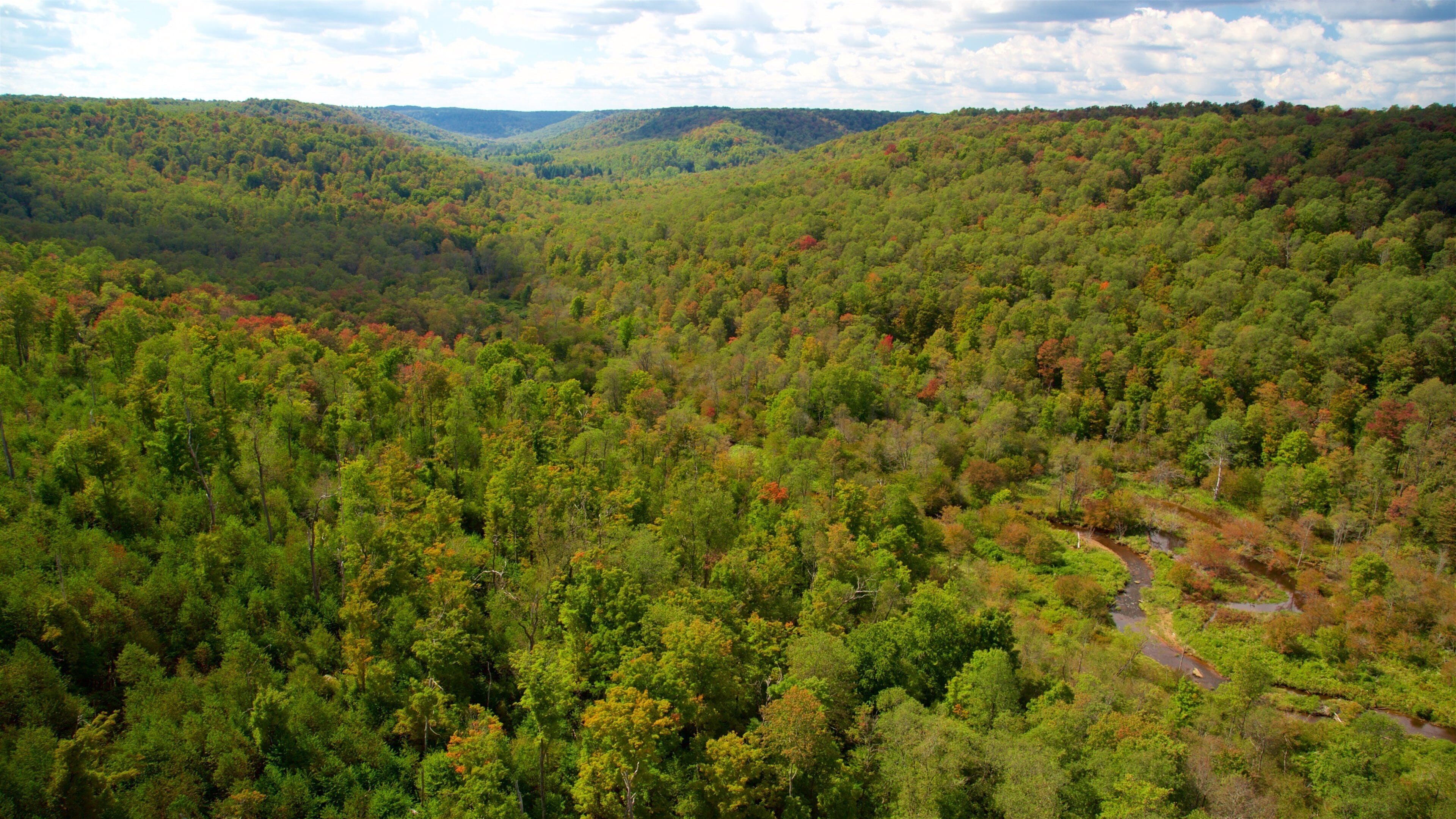 Kinzua Bridge State Park showing landscape views, forests and tranquil scenes