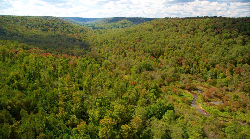 Kinzua Bridge State Park showing landscape views, forests and tranquil scenes