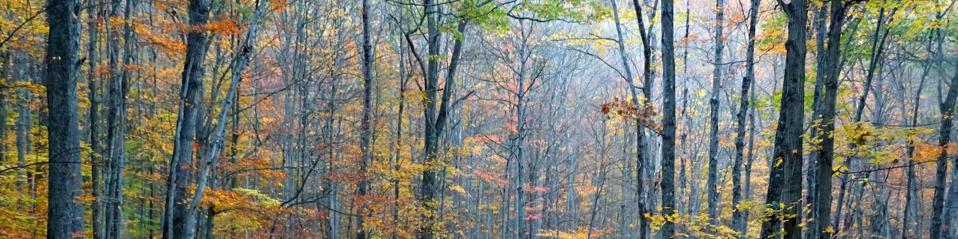 An empty road overlooking the striking colors of fall foliage near Colton Point State Park, Wellsboro, Pennsylvania, U.S