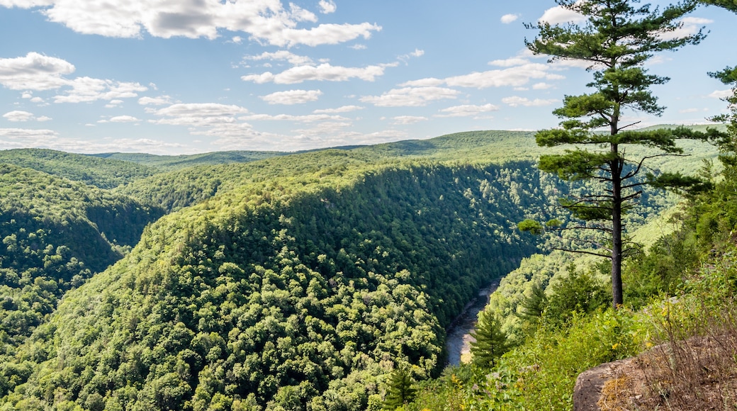 A Pine Tree Stands Tall Over the "Grand Canyon" of Pennsylvania in Leonard Harrison State Park