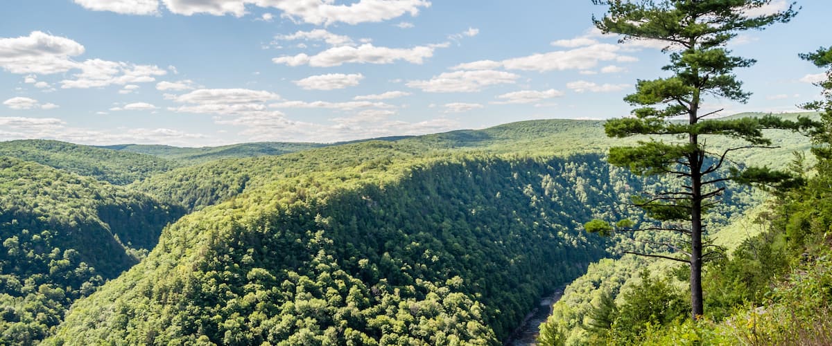 A Pine Tree Stands Tall Over the "Grand Canyon" of Pennsylvania in Leonard Harrison State Park