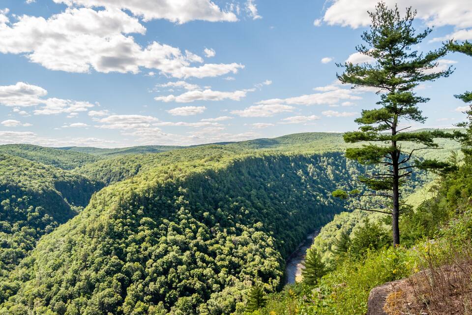A dense forested valley with a river, a prominent pine tree, and rolling hills under a partly cloudy sky.