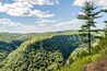 A Pine Tree Stands Tall Over the "Grand Canyon" of Pennsylvania in Leonard Harrison State Park