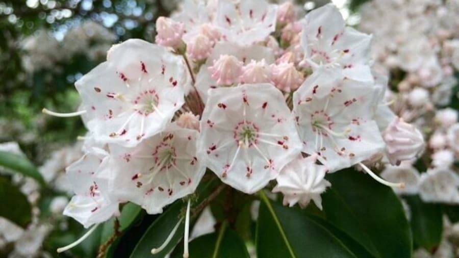 Kalmia latifolia, commonly called mountain-laurel, calico-bush, or spoonwood, is a species of flowering plant in the heather family, Ericaceae, that is native to the eastern United States. It is also the State Flower of Connecticut and Pennsylvania