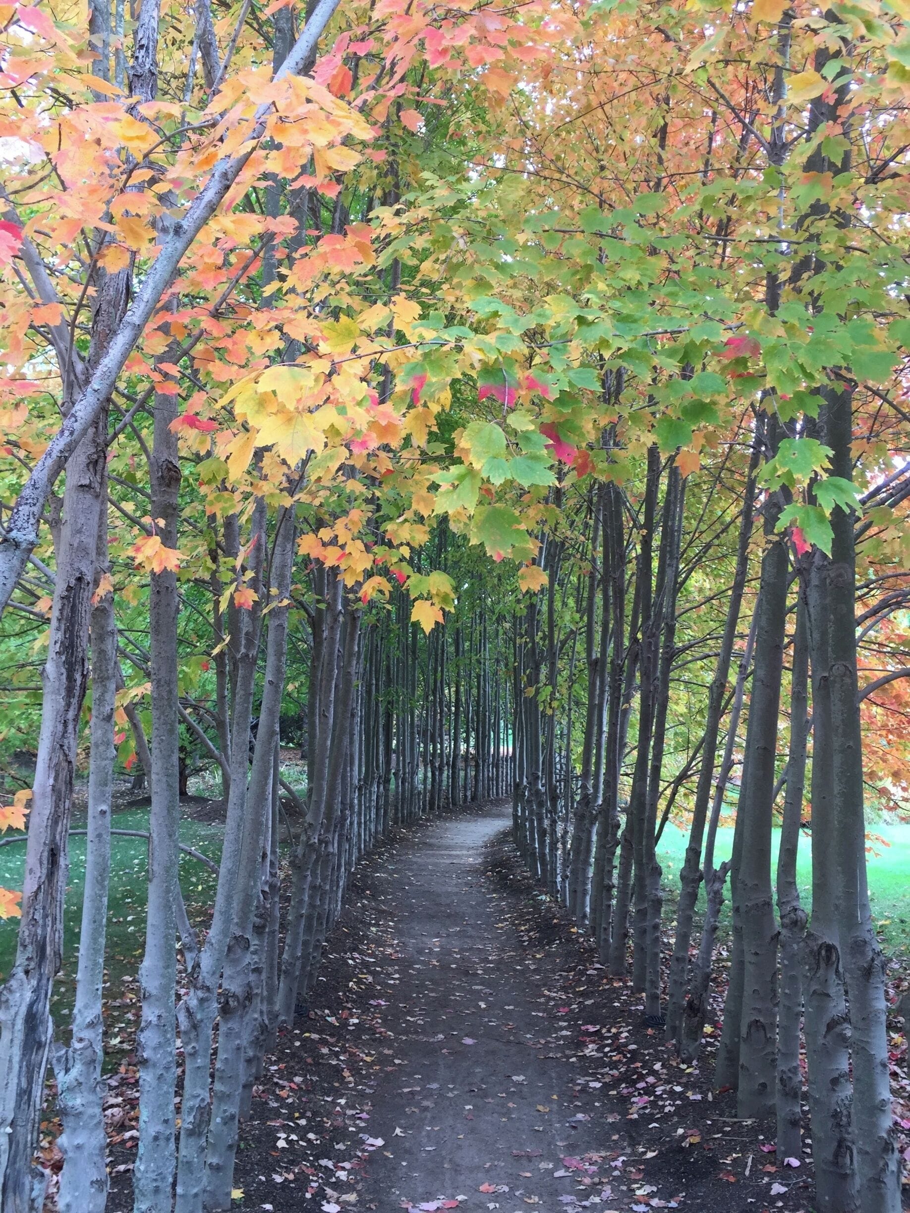 Lovely row of trees!