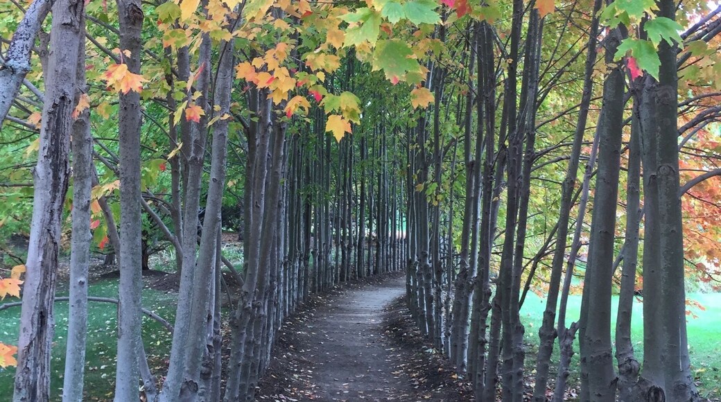 Lovely row of trees!