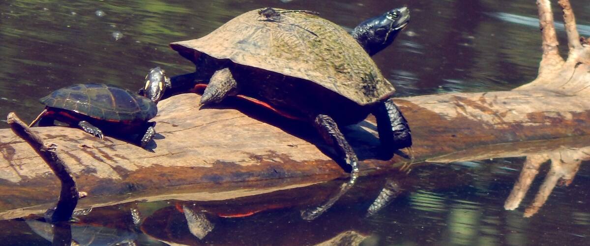 They stick together sunbathing