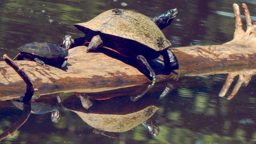 They stick together sunbathing