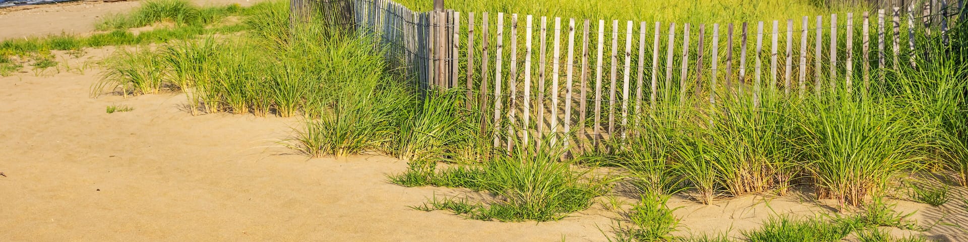Beach Meadow