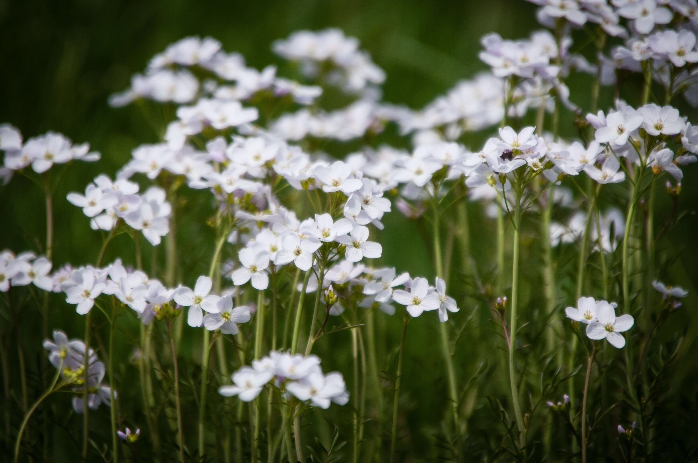 Wildflowers taken today. 