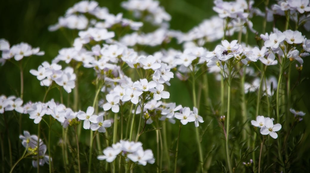 Wildflowers taken today.