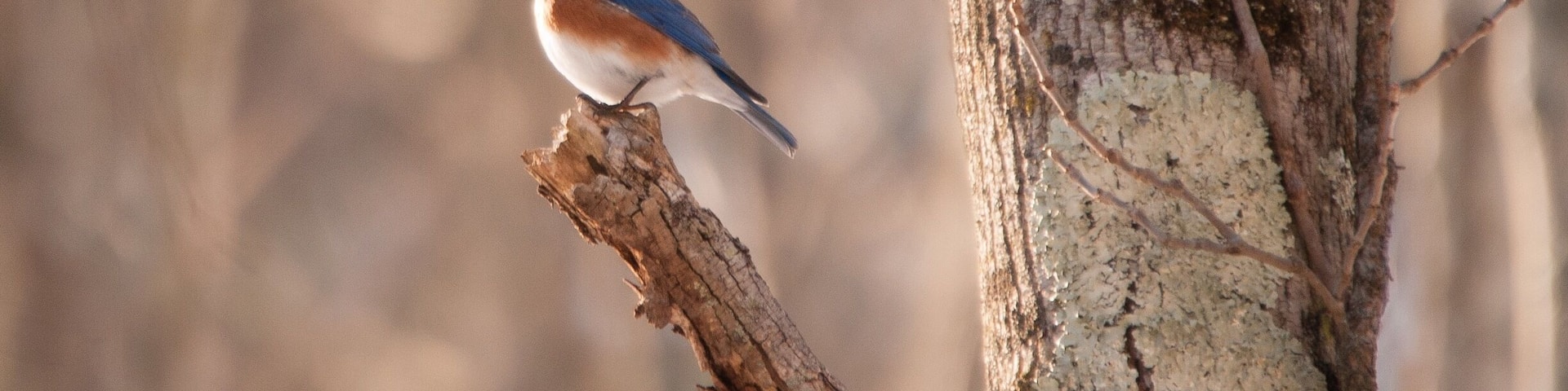 Blue bird. #wildlife #bluebird
