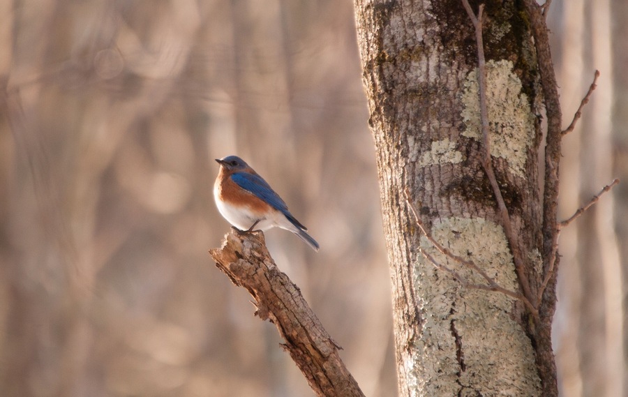 Blue bird. #wildlife #bluebird