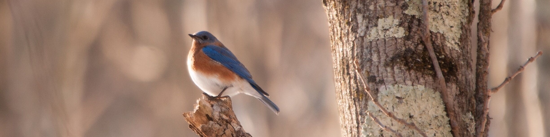 Blue bird. #wildlife #bluebird