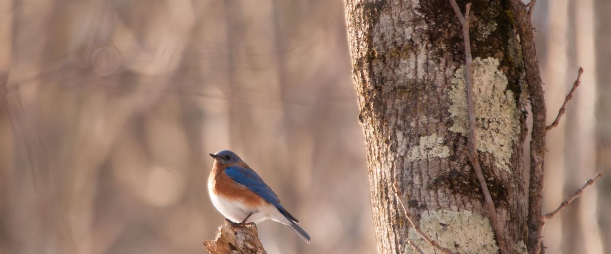 A bird perched on a tree branch.