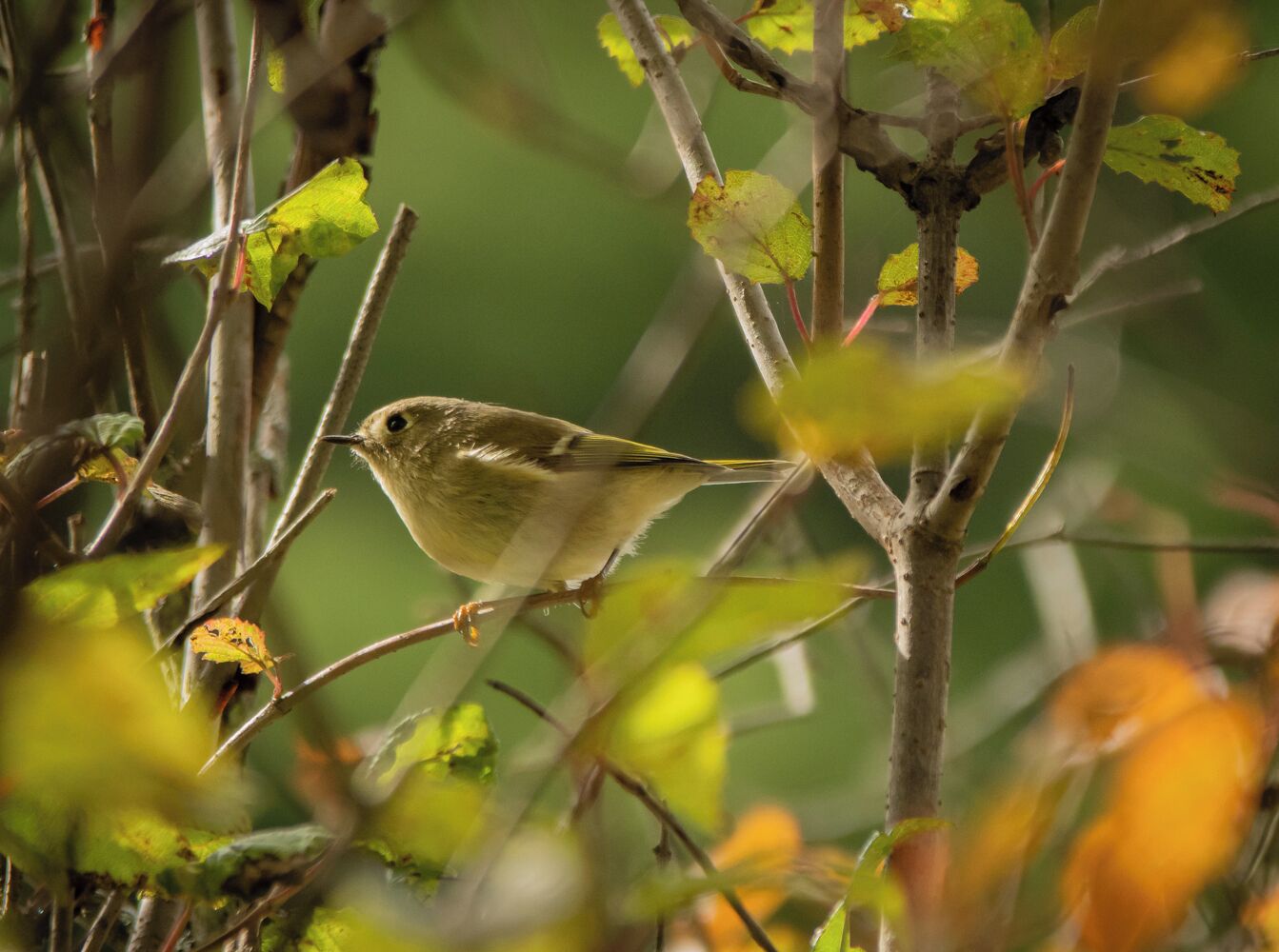 A pine warbler  #greatoutdoors