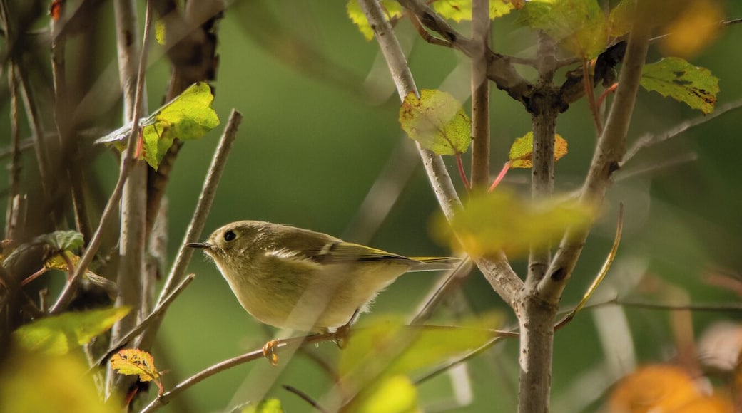 A pine warbler #greatoutdoors