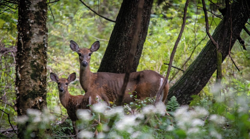 A mother and fawn in the forest. #greatoutdoors