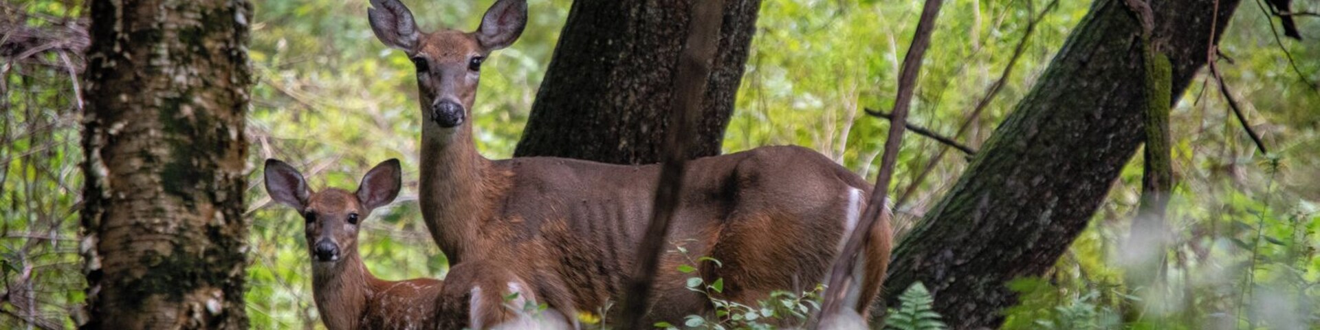 A mother and fawn in the forest. #greatoutdoors