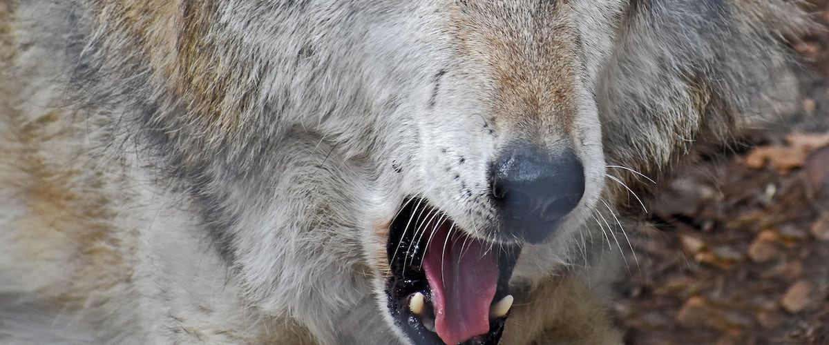 Home to four packs of wolves. Try to tour on a weekday as weekends are really busy. #