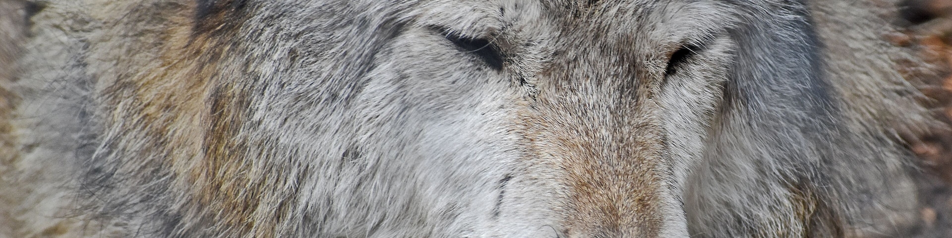 Home to four packs of wolves. Try to tour on a weekday as weekends are really busy. #