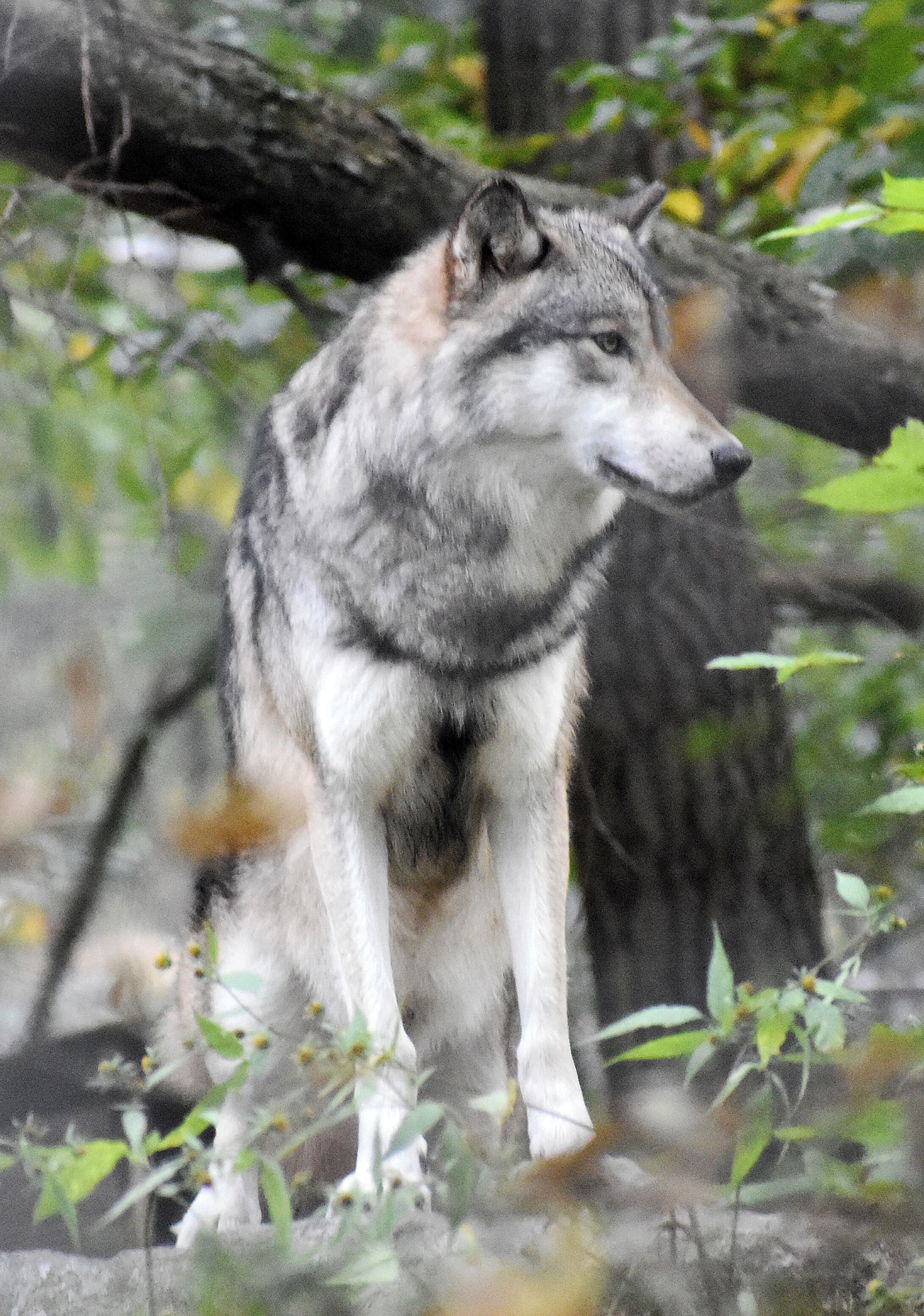 Four packs of wolves call the Preserve home.  Try to tour on a weekday as the weekends are really busy. #OnTheRoad