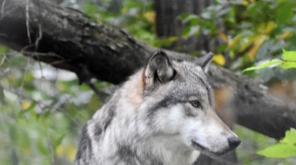Four packs of wolves call the Preserve home. Try to tour on a weekday as the weekends are really busy. #OnTheRoad