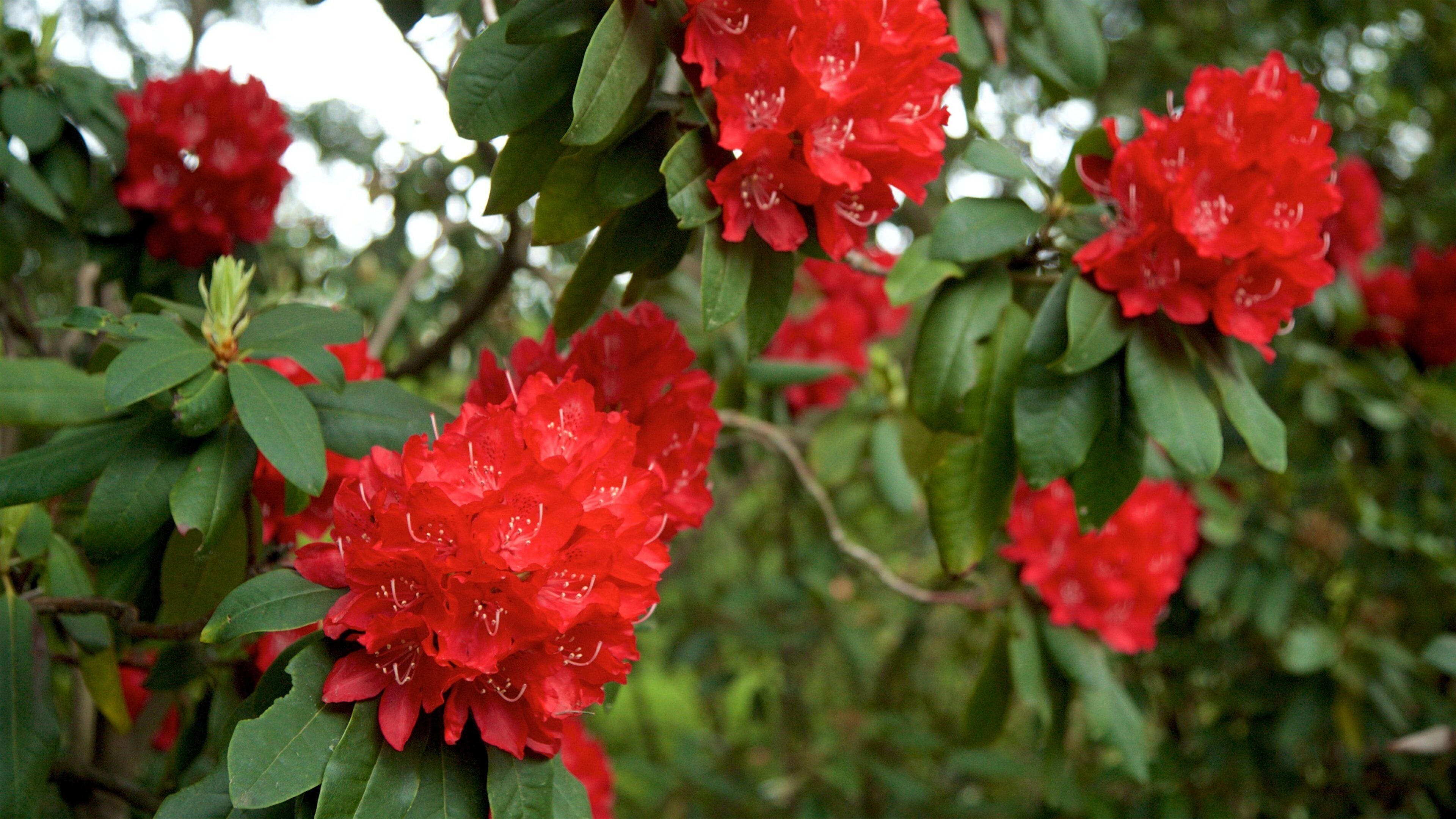 Van Vleck House & Gardens bevat wilde bloemen