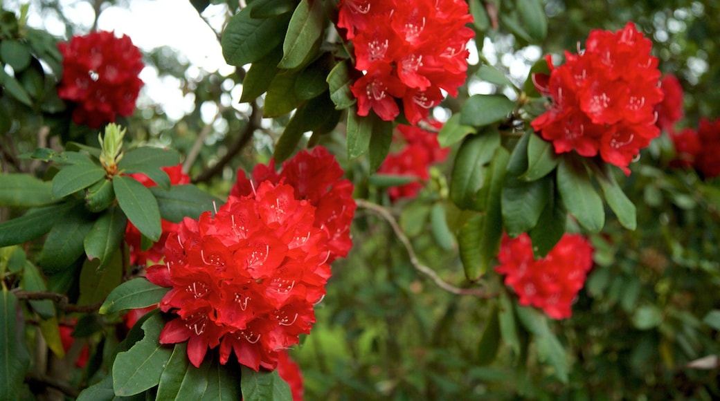 Van Vleck House & Gardens bevat wilde bloemen