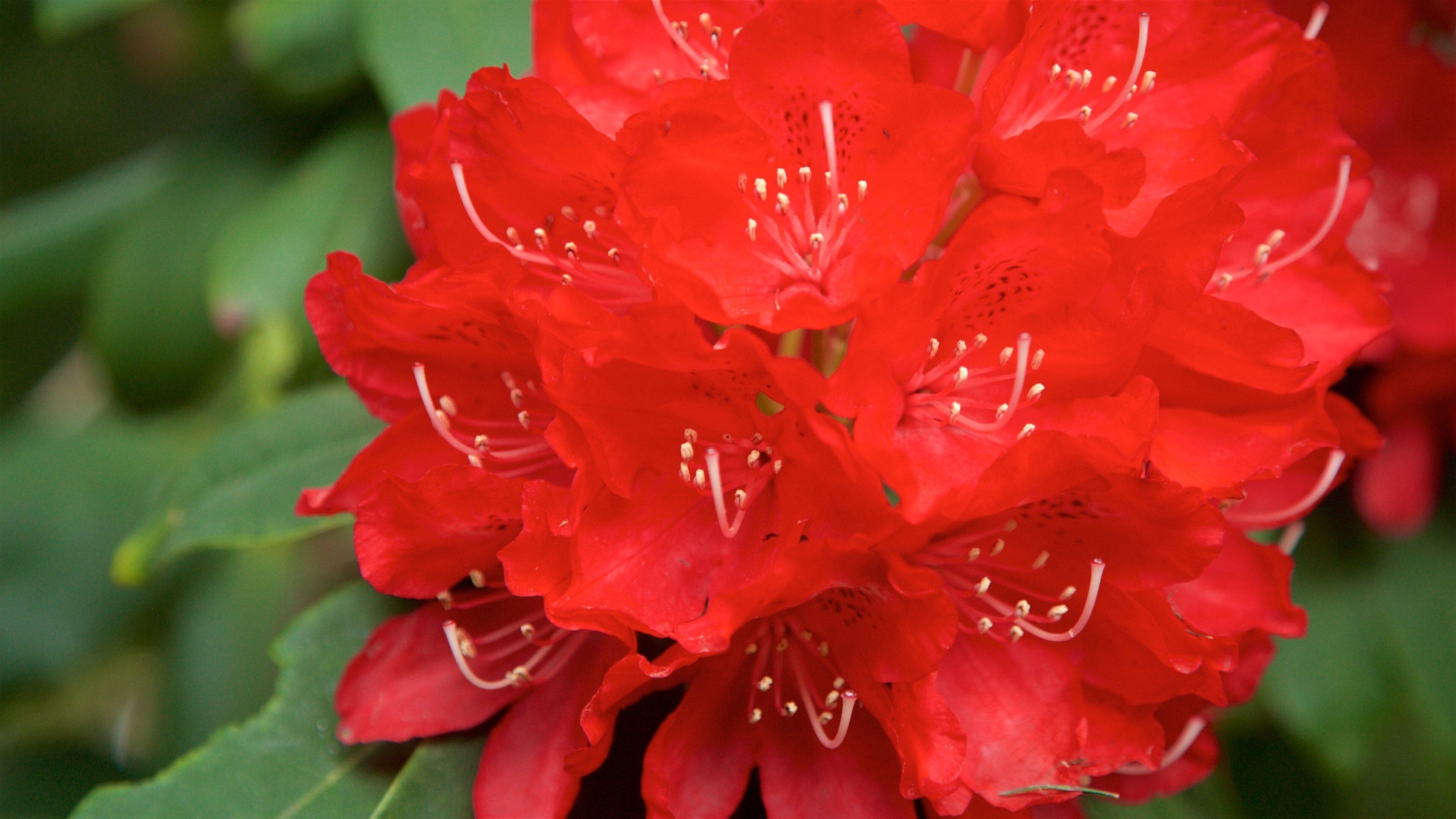 Van Vleck House & Gardens which includes wildflowers