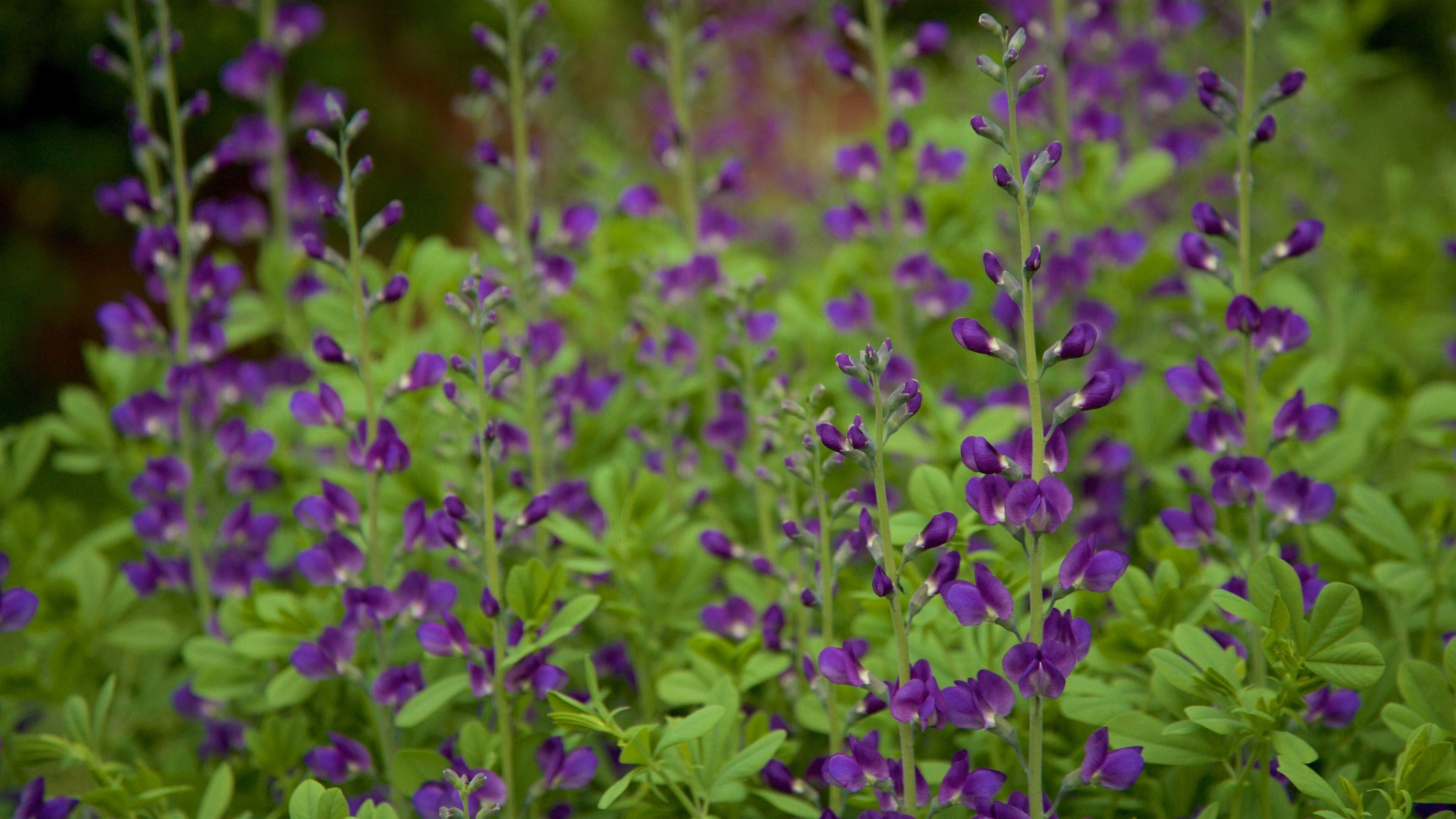 Van Vleck House & Gardens showing wildflowers