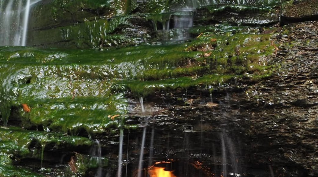 This is Eternal Flame Falls (aka Chestnut Ridge Falls). This waterfall has an unexpected twist, there is a natural gas vent behind the falls that maintains a flame.
A surreal experience to hear the flame flickering over the sound of the cascading water.