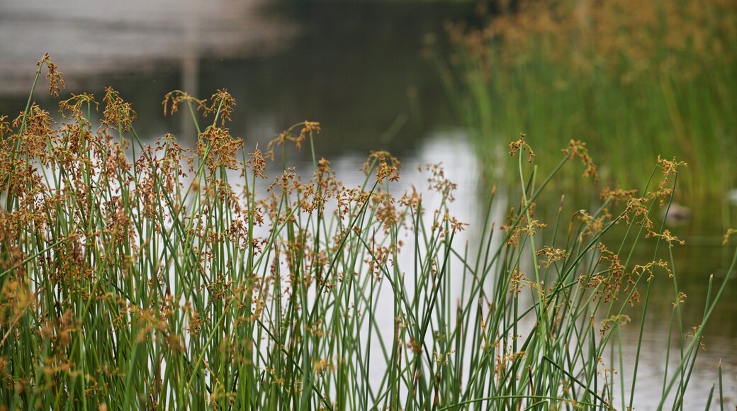 Cobbs Hill Park showing wetlands and wildflowers