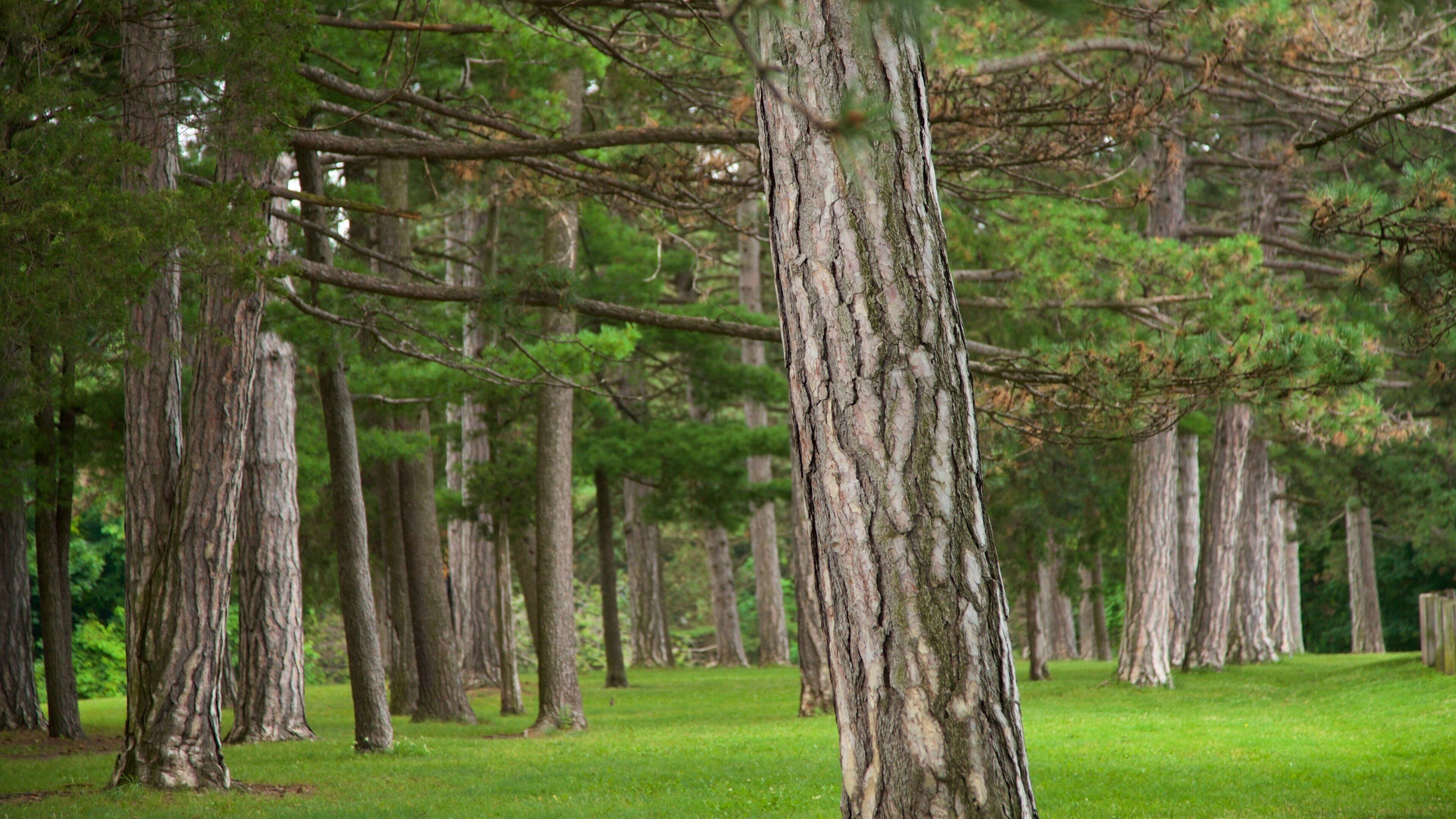 Cobbs Hill Park which includes a park