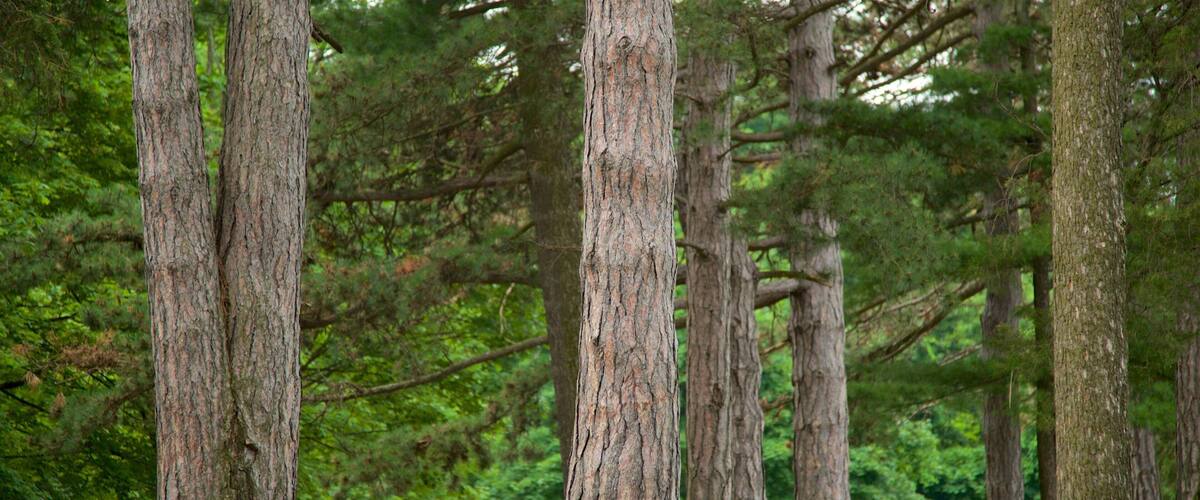 Parque Cobbs Hill mostrando un parque y también un grupo pequeño de personas