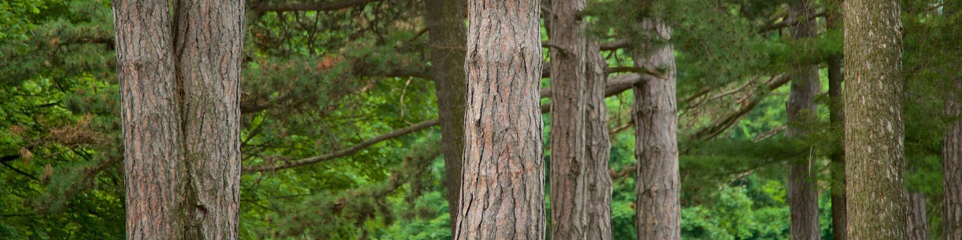 Parque Cobbs Hill mostrando un parque y también un grupo pequeño de personas
