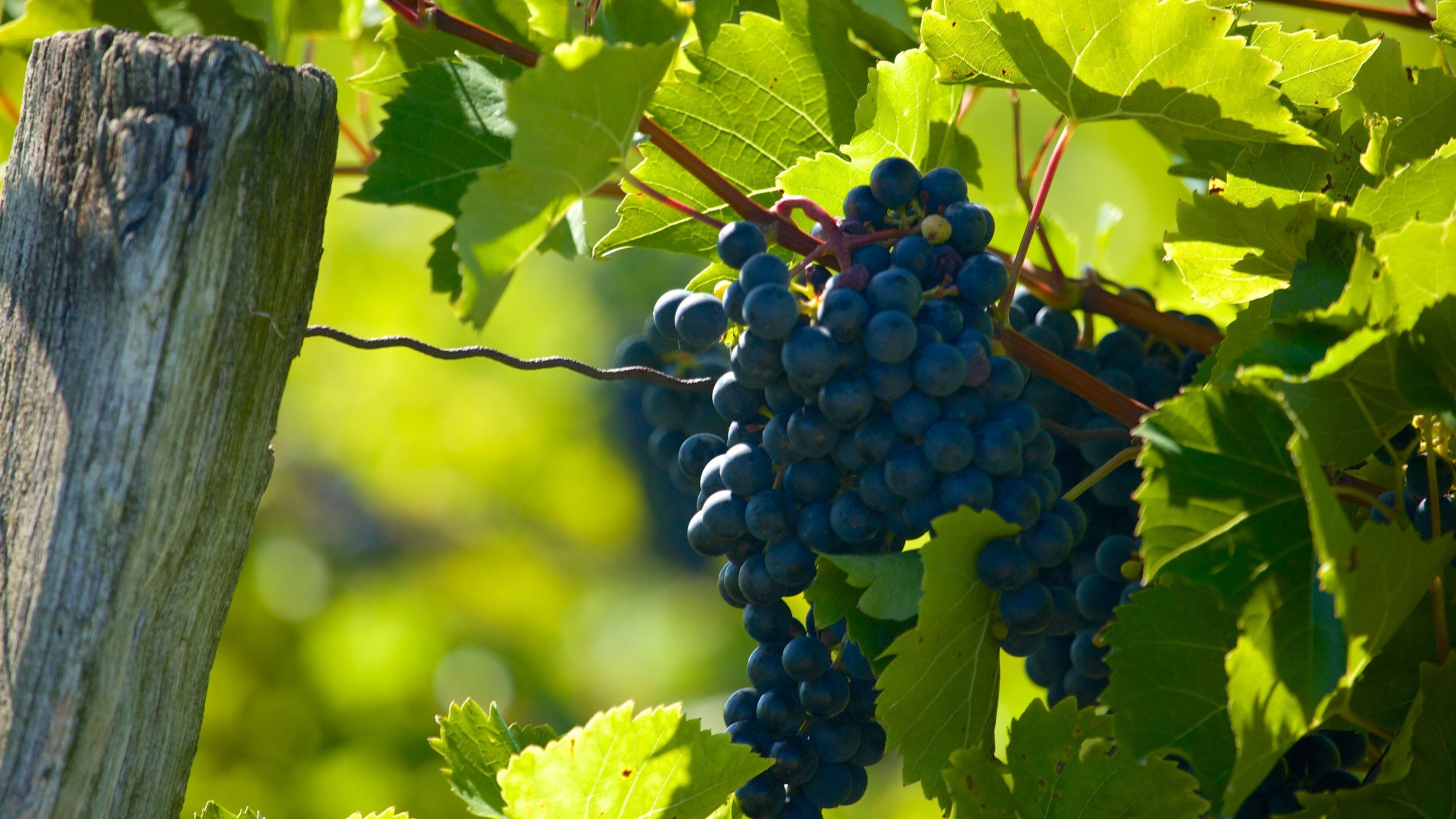 Seneca Falls which includes food