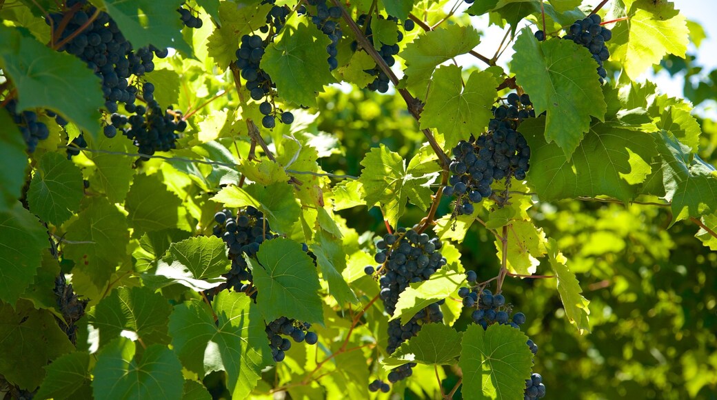 Thirsty Owl Wine Company showing food