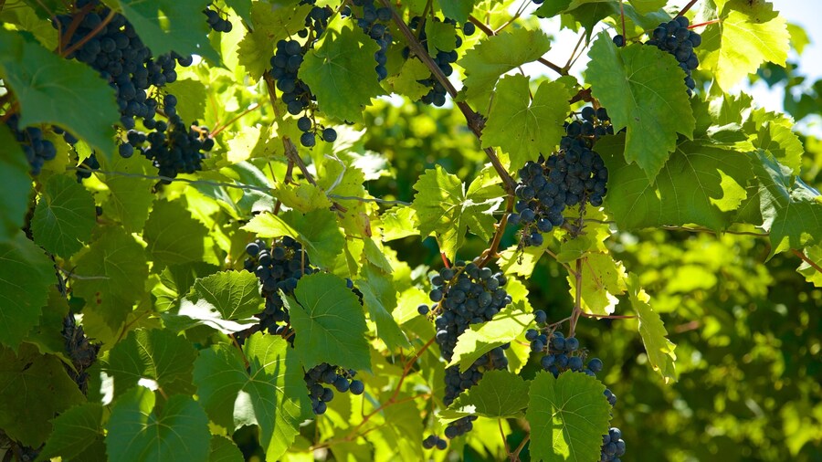 Thirsty Owl Wine Company showing food