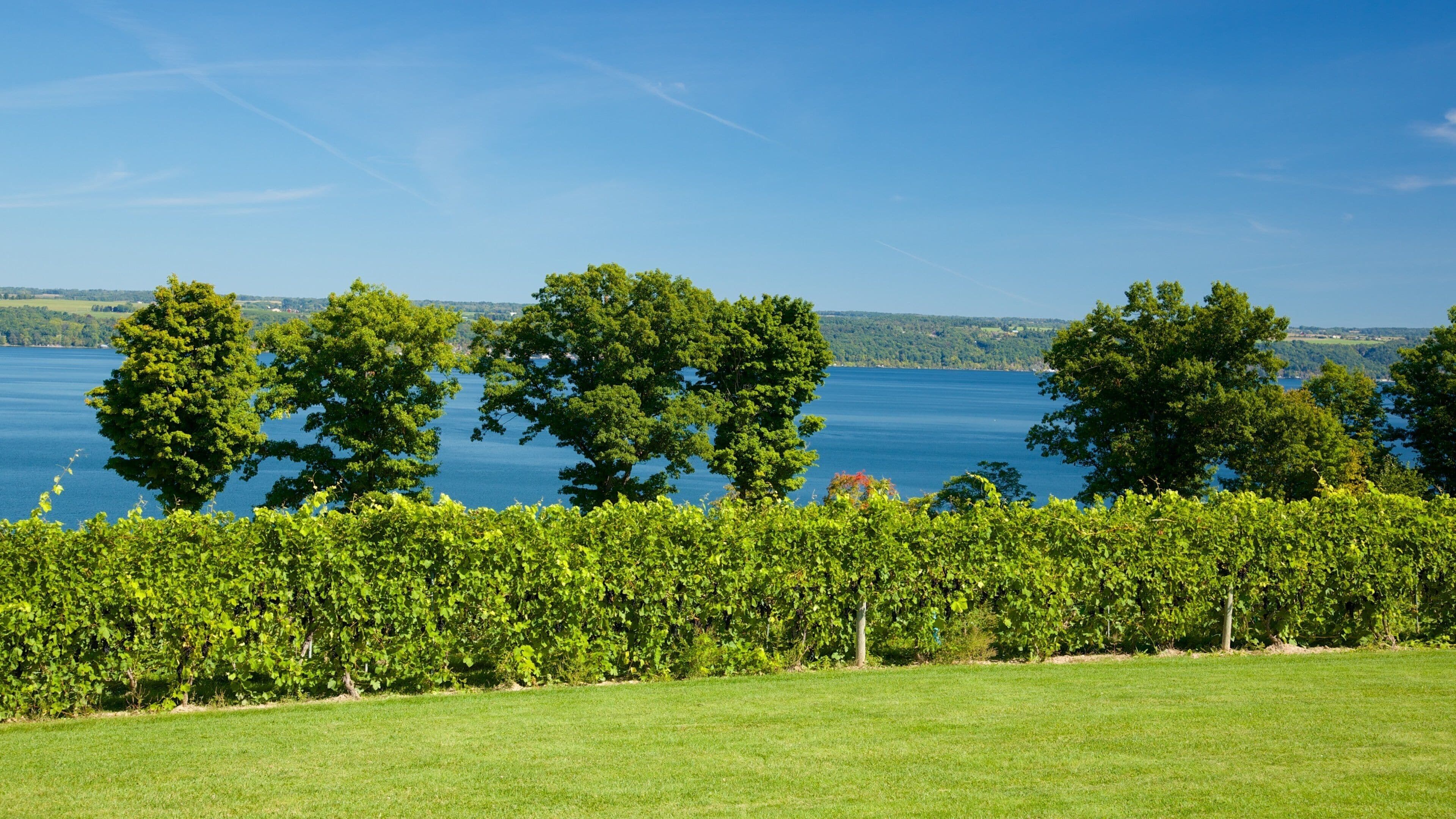 A vineyard with rows of grapevines and a lake in the background.
