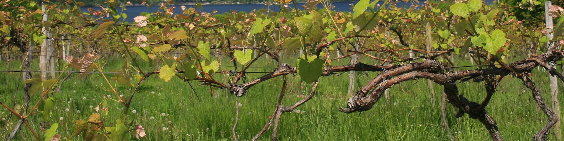 Vineyard, Wine Making