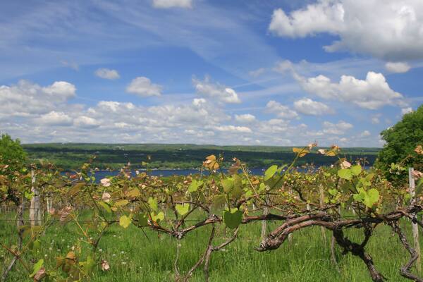Vineyard, Wine Making