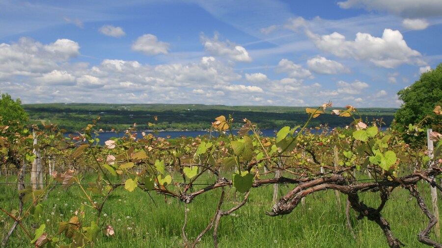 Vineyard, Wine Making