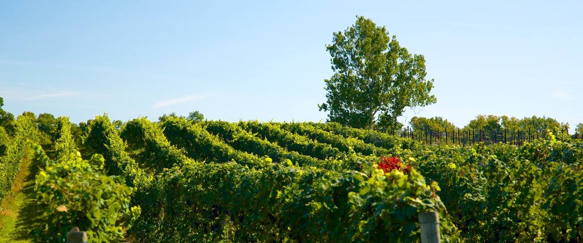 Sheldrake Point Winery which includes farmland