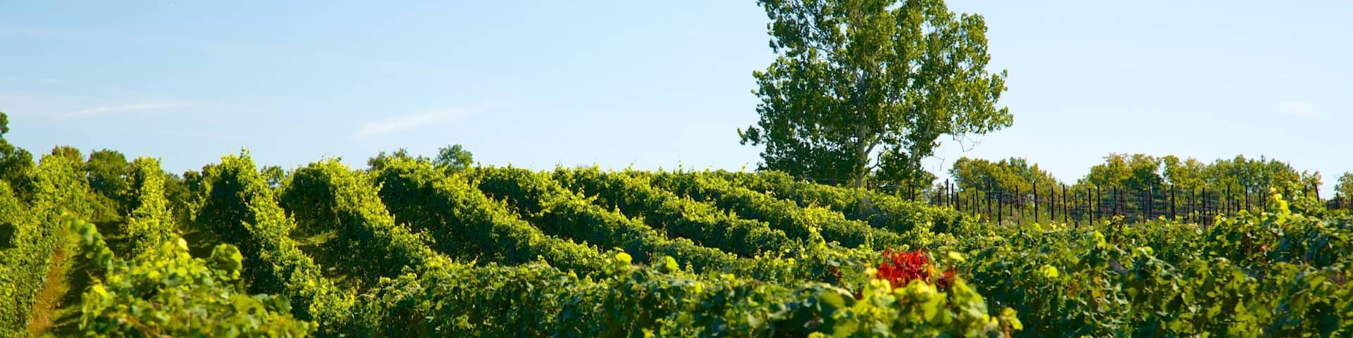 Sheldrake Point Winery which includes farmland