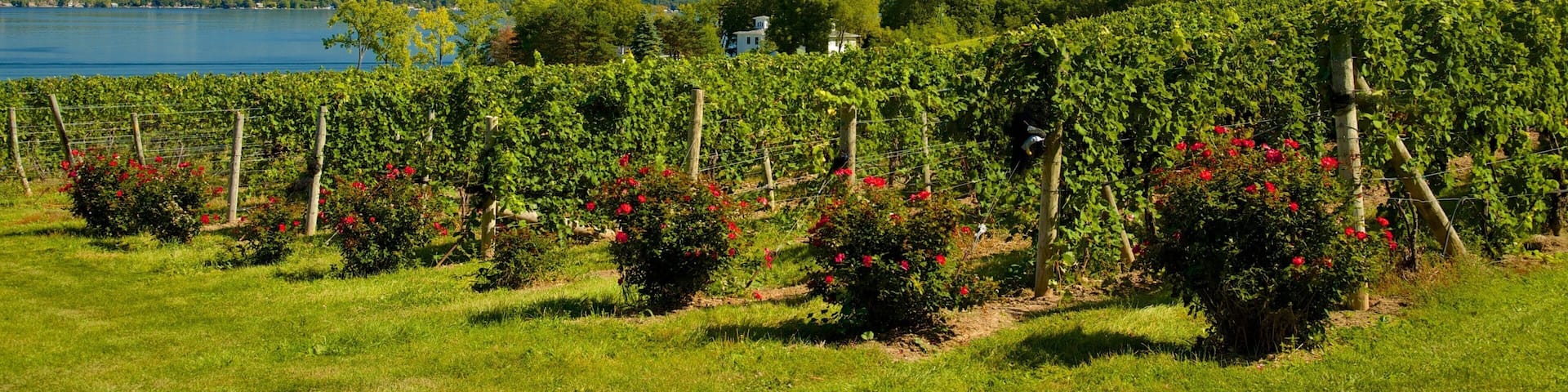 Seneca Falls showing a lake or waterhole